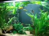 mon aquarium