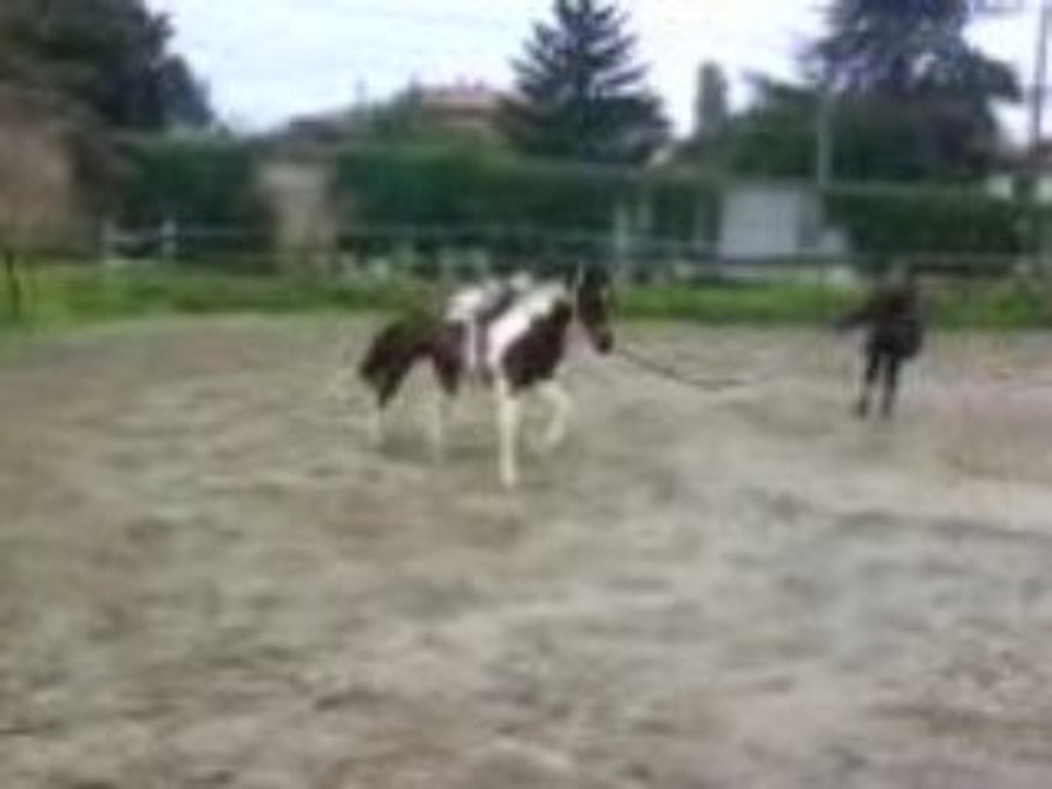 Qualishka a la longe