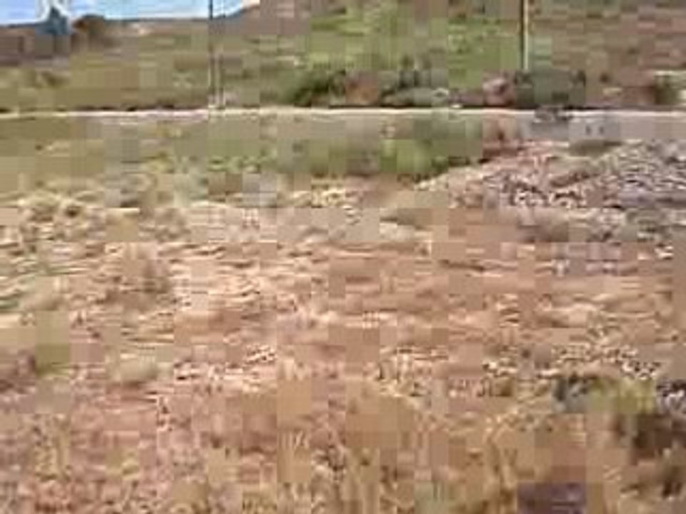 Trotting 2