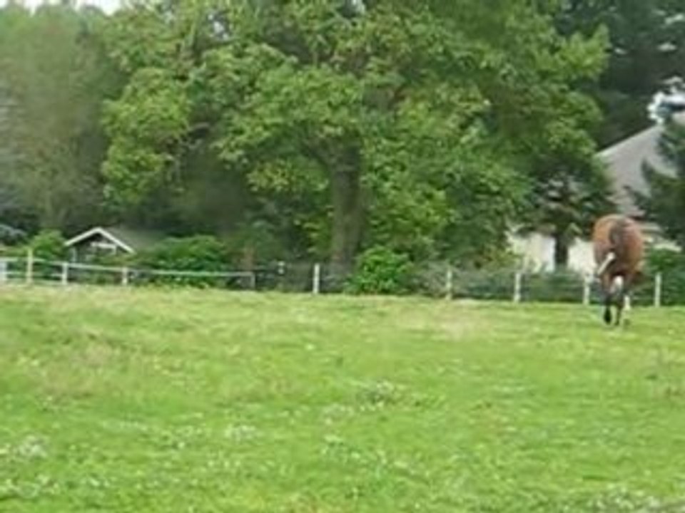 Trot au pré