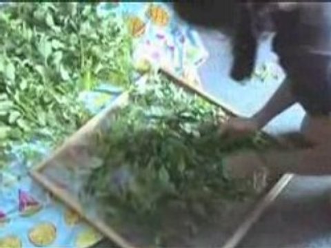How to Dry Herbs, Harvesting Herbs: Lemon Balm