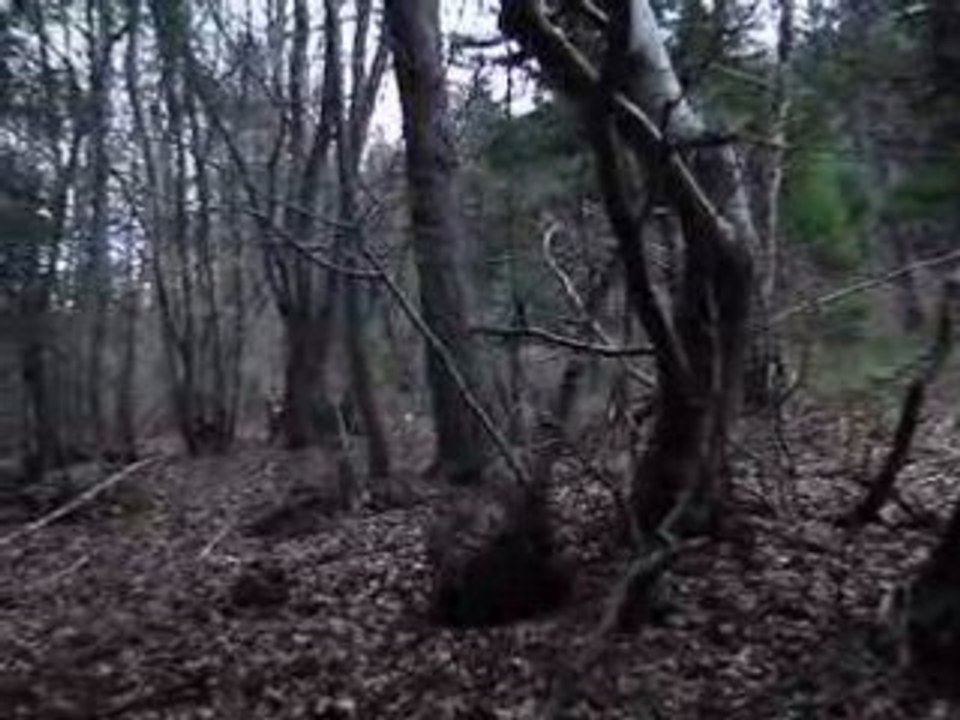 Chasse du lièvre au chien courants