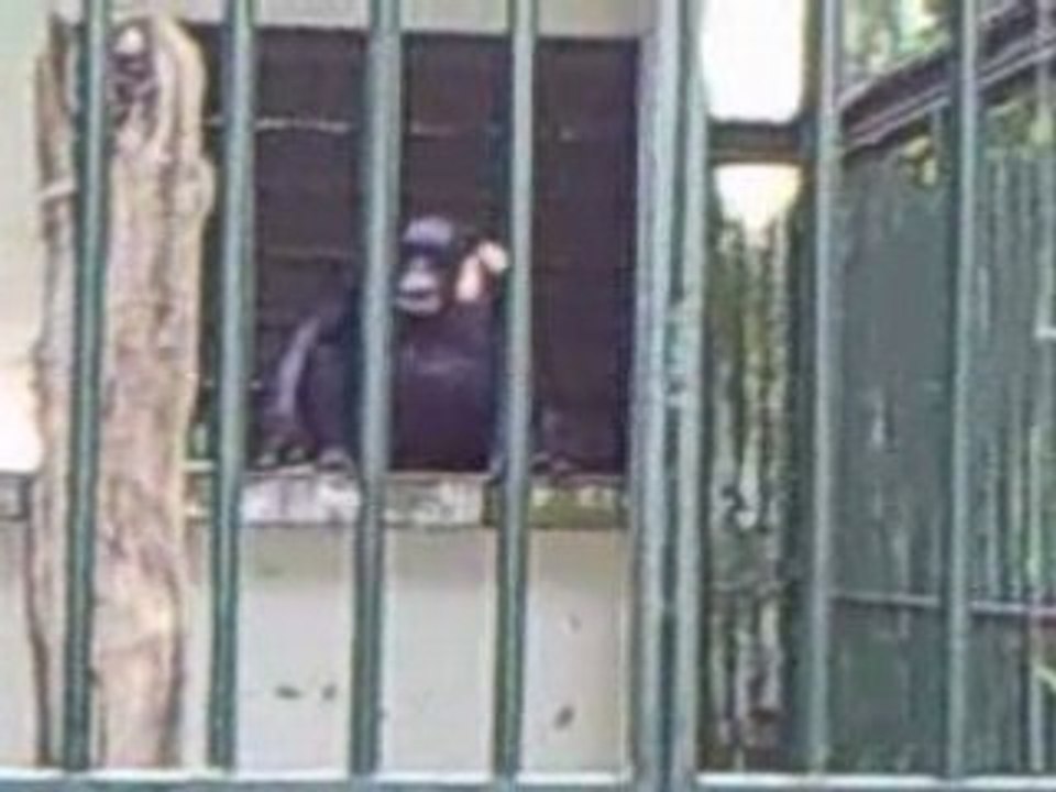 les singe lol