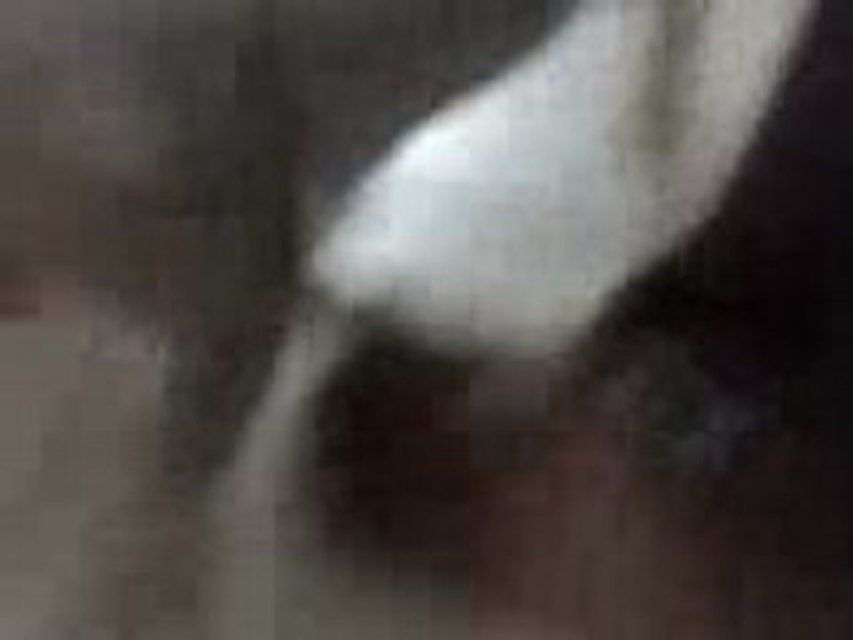 White kitty