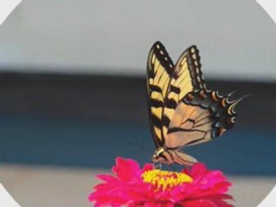 Papillons