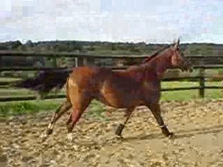 Sol'Hen en carrière à 28 mois...