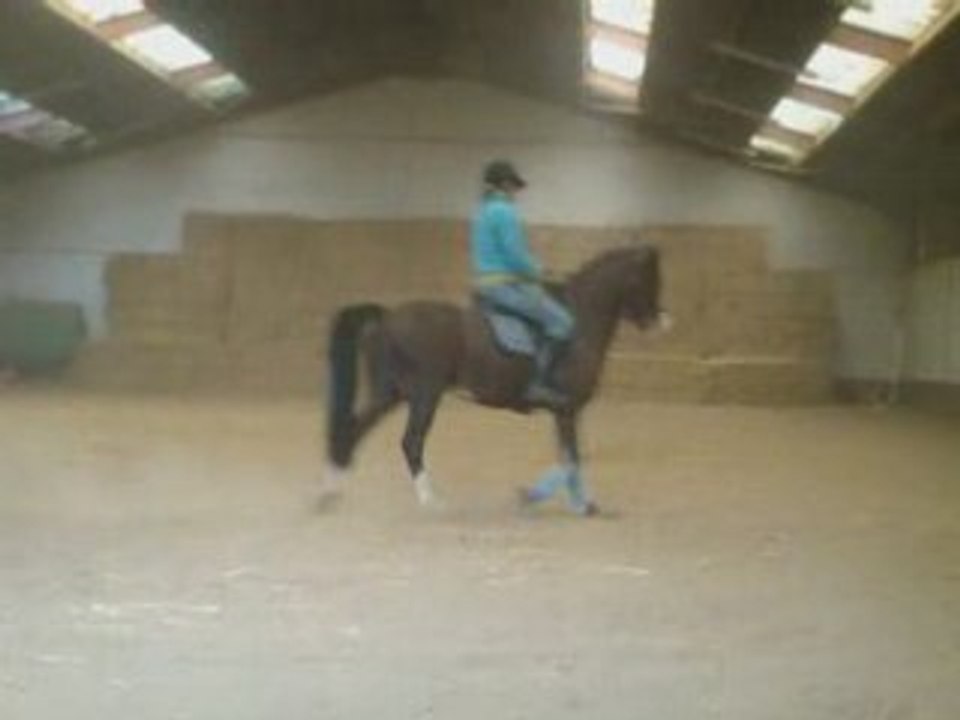 Vinnie travail base en dressage