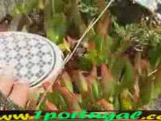 Porto Covo -  Alentejo - Portugal agosto 2008 - 2