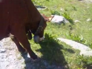 cloches des vaches !