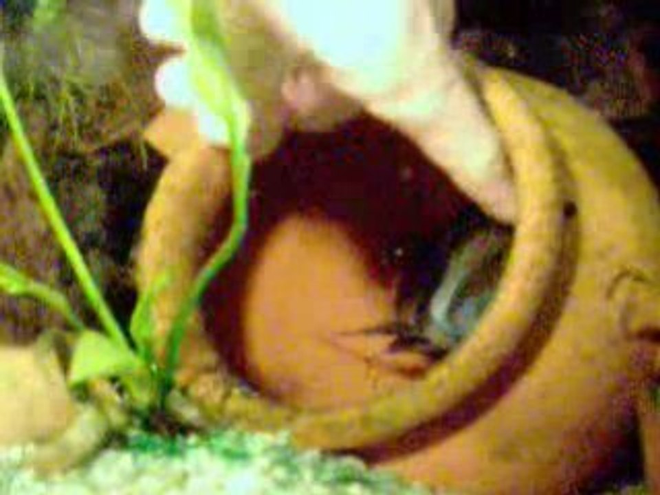 Frontosa agréssif pour son trou