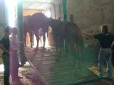 Sauvetage sos cheval 07 09 08 (3)