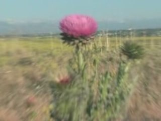 Blitzen trapper furr logo