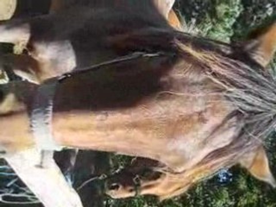 La luc 2008- Les chevaux