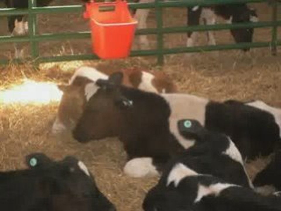 (What is Veal)Where*does*Veal*come*from?