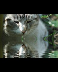 MIROIR  D'EAU ( reflets )