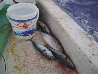 Cumhurla ilk palamut avı