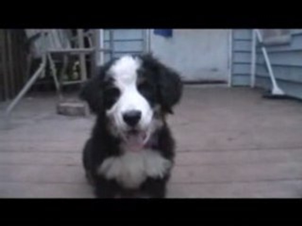 Bouchon , mon bouvier bernois de 3 mois