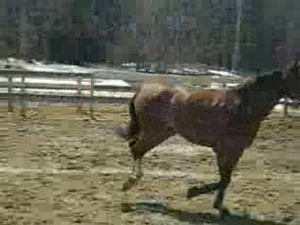 Poulain+équitation+romance 022