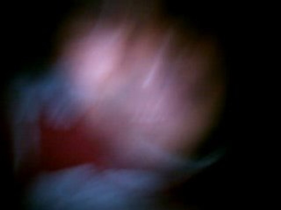 gitan de perpignan tony