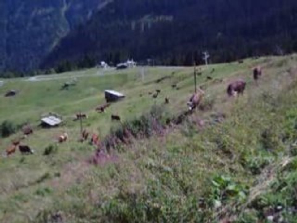 Vaches samoens 1600