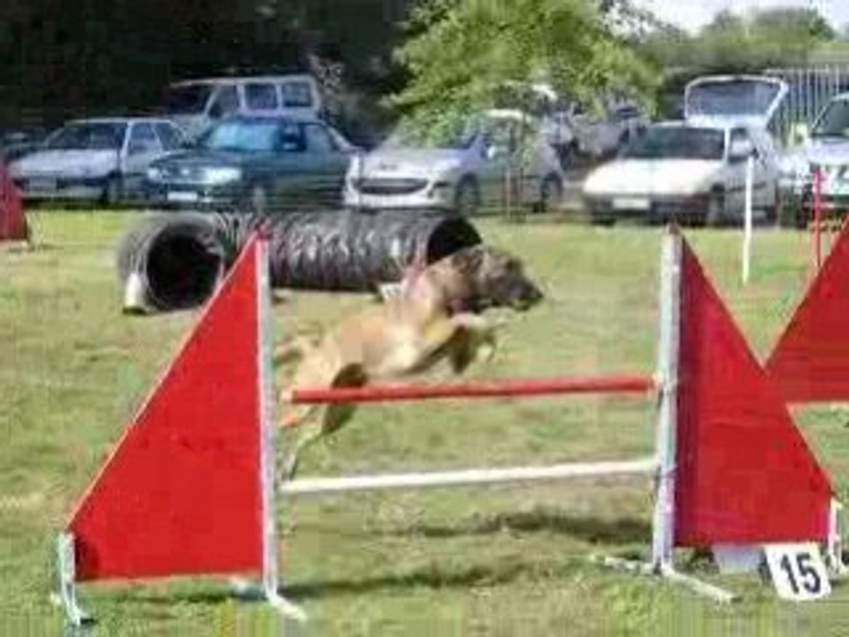 Alpha agility à Basse Goulaine le 7.09.08