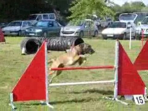 Alpha agility à Basse Goulaine le 7.09.08