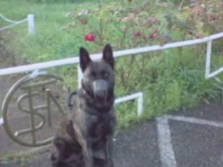 Cash du Domaine Des Sphinx Noirs dit Cachou