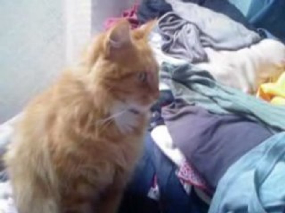 Video-0005