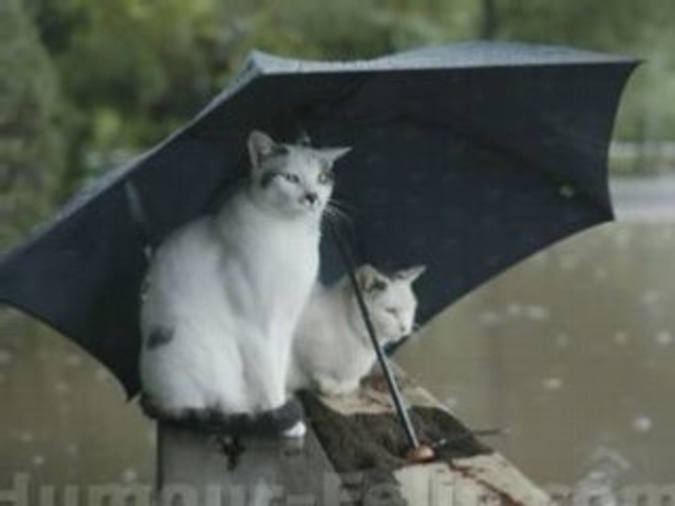 nos amis les bêtes.