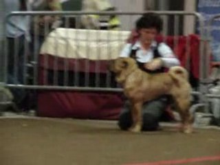 International Luxembourg Dog Show  jeune femelle Sharpei