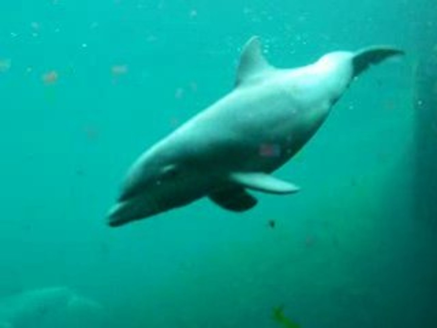 Bebe Dauphin Avec Sa Maman Video Dailymotion