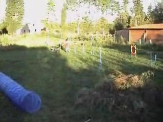 Whippet-Boy-Agility-première 2008-09-08-