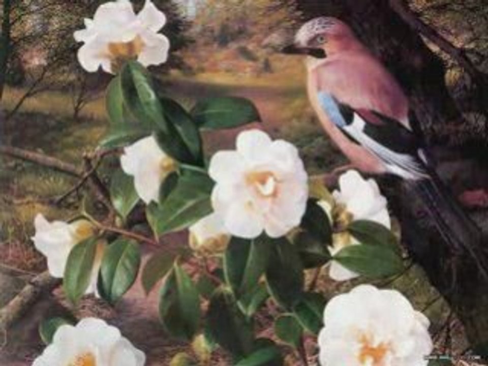 Your beauty-Hamza Robertson-By mnelam.blogcu.com