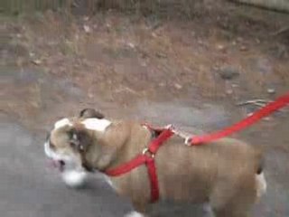 Però,anche camminare è una fatica per un Bulldog