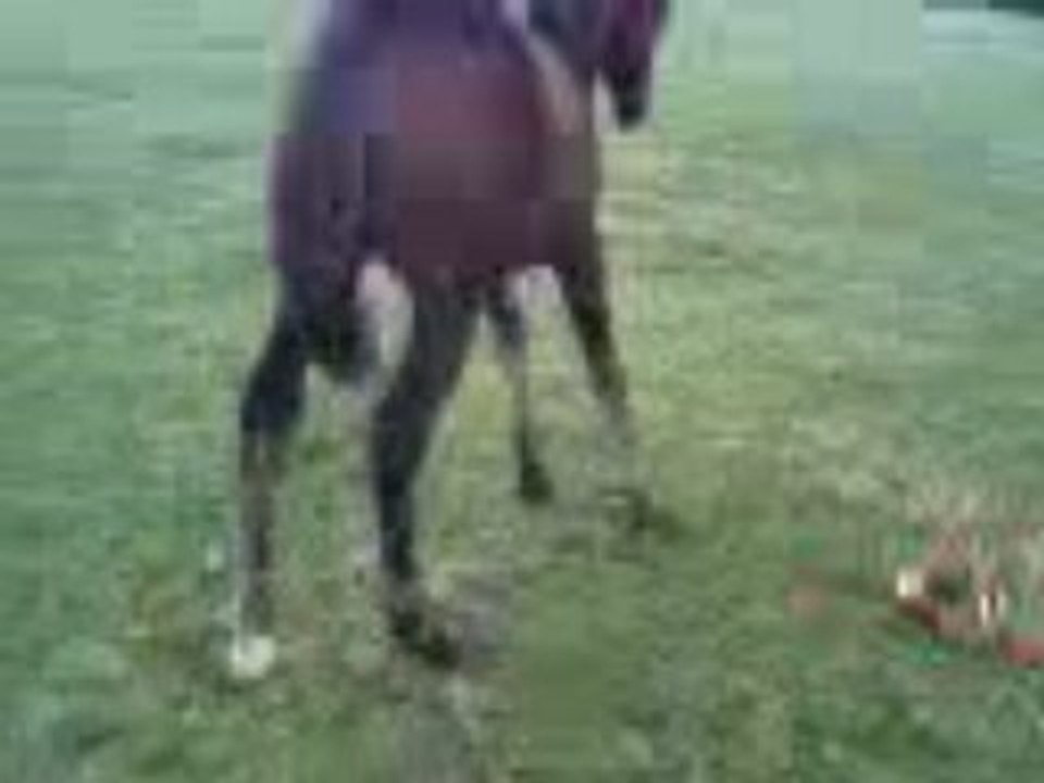 Vidéo-0002