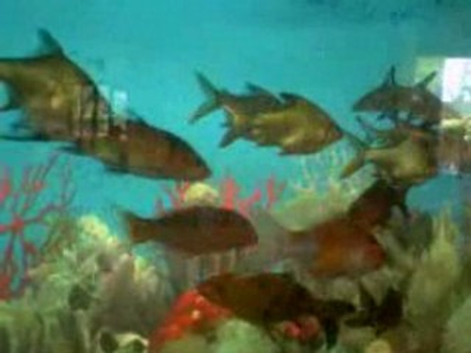 Fish Pool