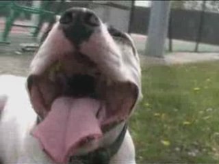 Pitbull Amstaff Lil Bull Trailler New 1