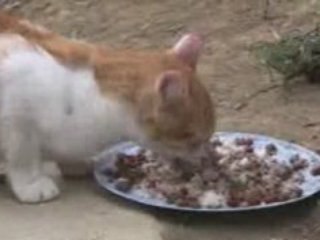 Gatos desplazados de refugio en Floridablanca, Santander