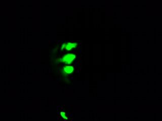 Porotada Bailable 🎶