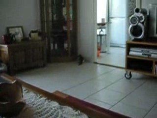 petits chatons trouvés