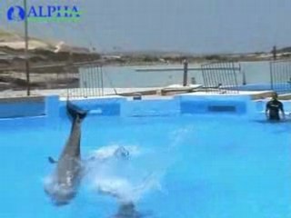 Swimming with Dolphins - Alpha School of English - Malta