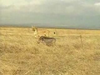 lionne contre phacochère