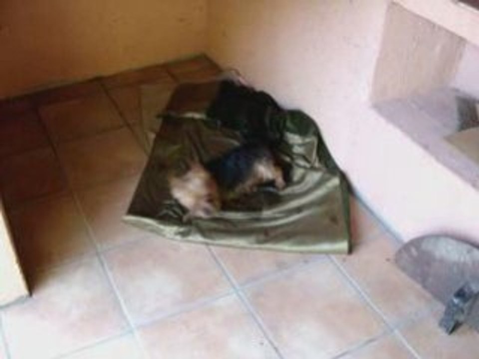Marcel et minette