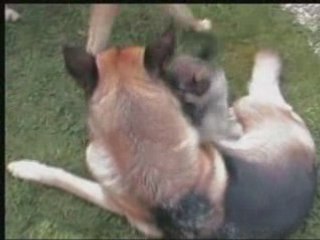 Chiots le 9 septembre 2008