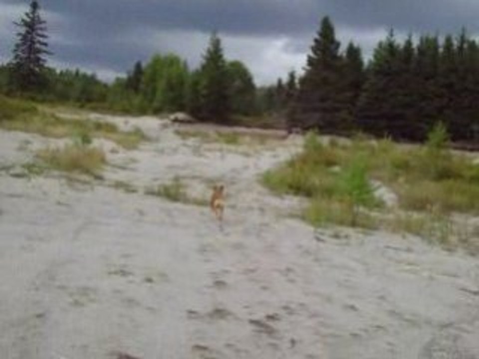 Terrain de jeu de J-Pitou  en action .