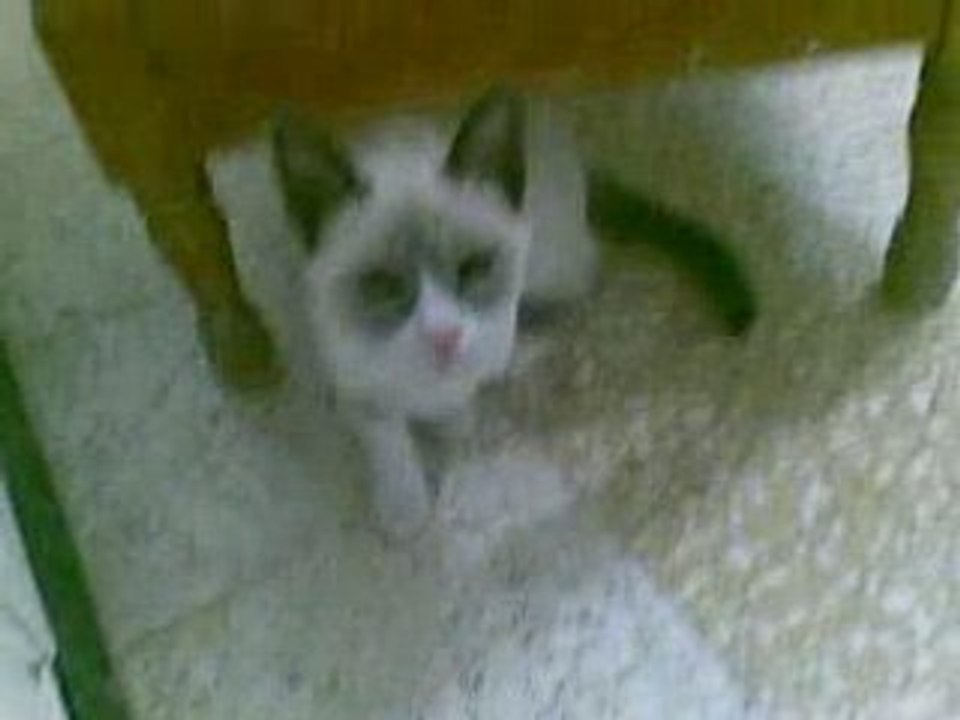 chatte , tunis  sfax gabes marco dubai paris