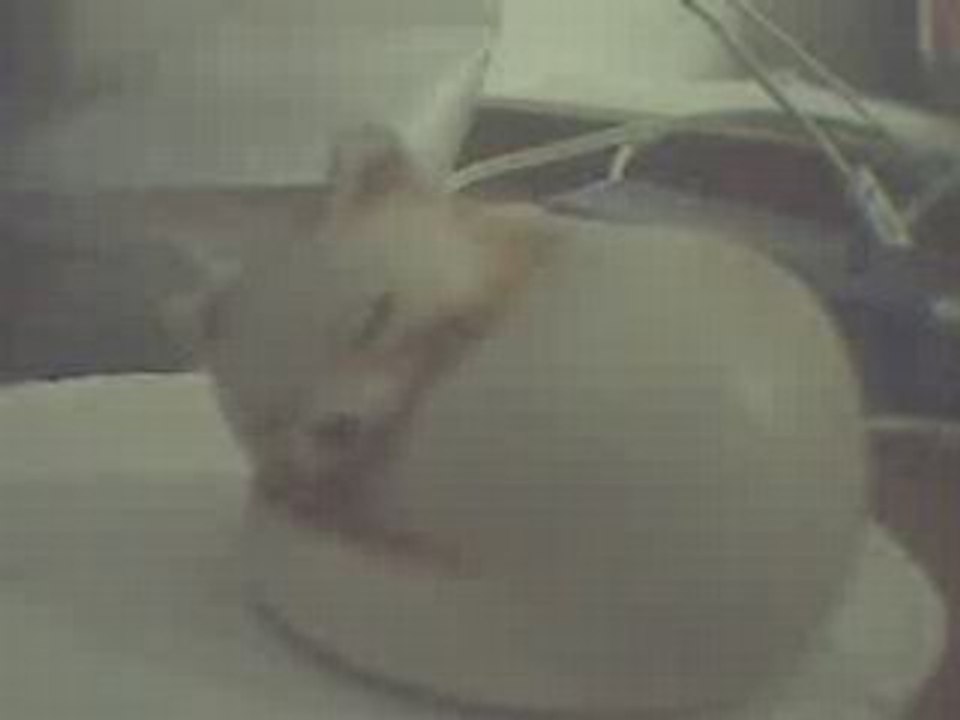 Webcam 1222293109328