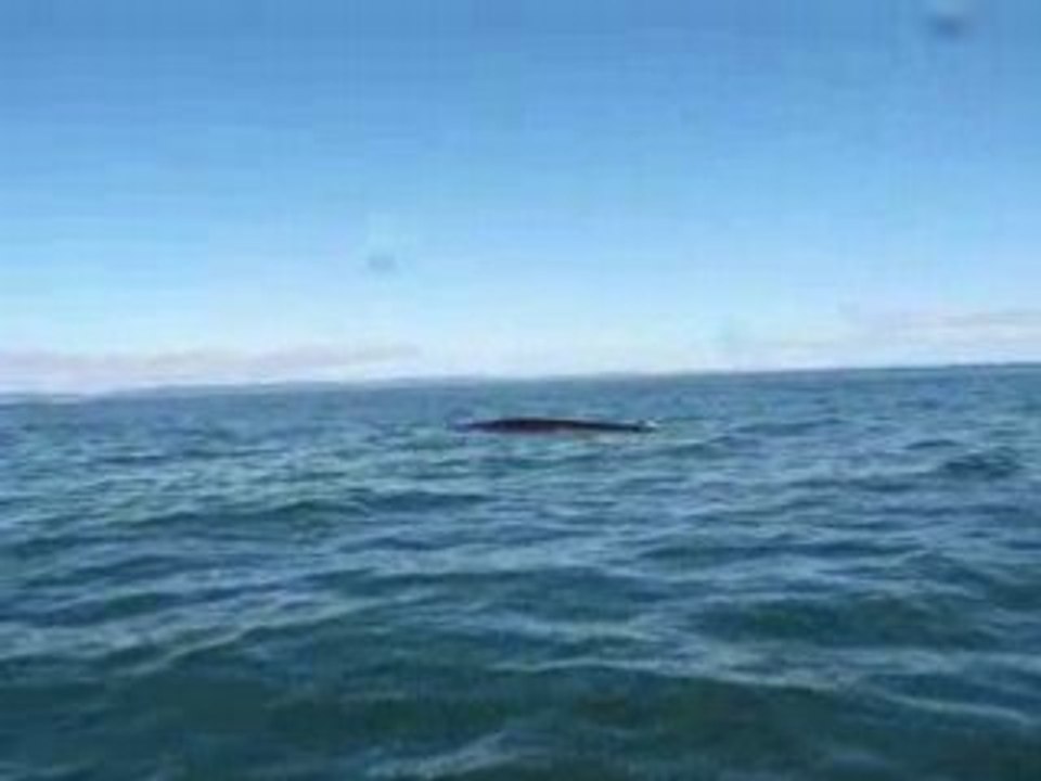 Rorqual commun sur le saint-laurent