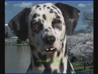 What Are Dog Parvo Symptoms