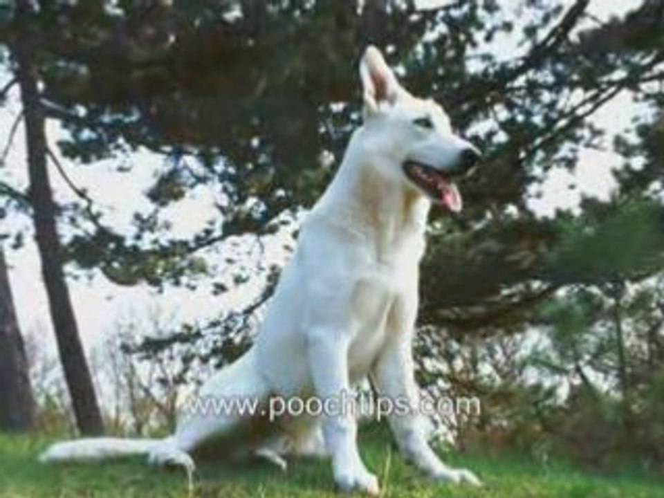 Understanding Dog Symptoms Of Illness